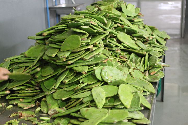 nopal1